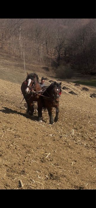 Vand doi manji de doi ani