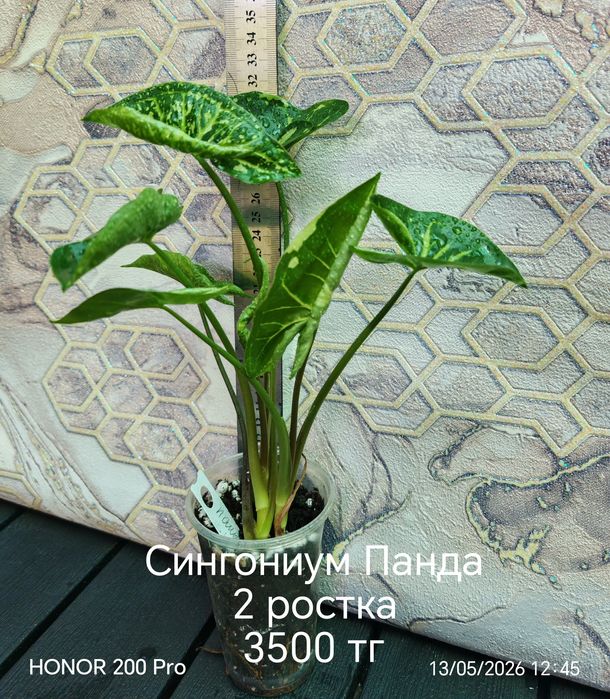 Комнатные цветы. Сингониум, сциндапсус.