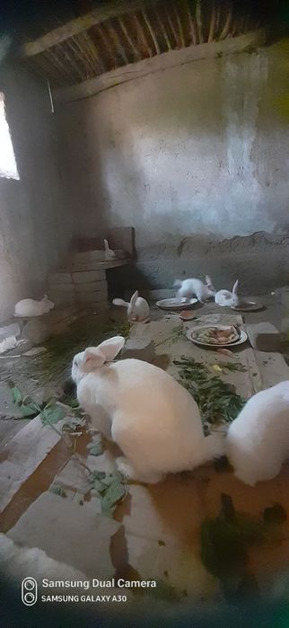 Quyon sotiladi 5ta bolasi bilan