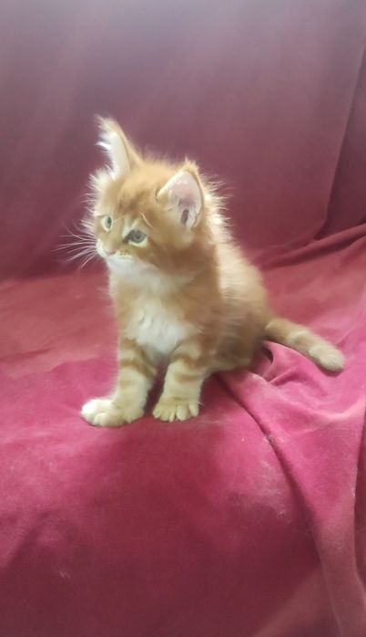 Котята мейн кун полидакт