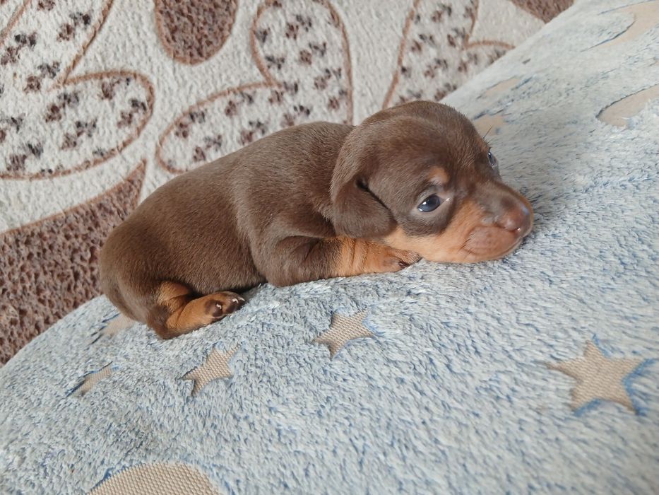 Мини Той -Пинчер  Милые мини Щеночки.