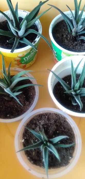 Продам детки хавортии