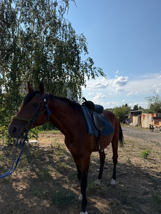 Айғыр сатылады СРОЧНО!!!