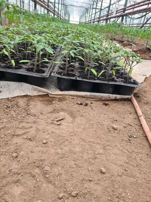 Разсад домати сорт ФЕНЕР