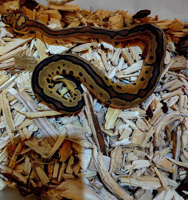Piton regal (Phyton regius)