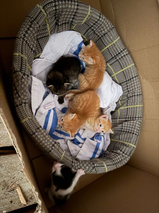 Обява за котенца