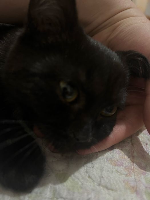 Отдам котёнка бесплатно