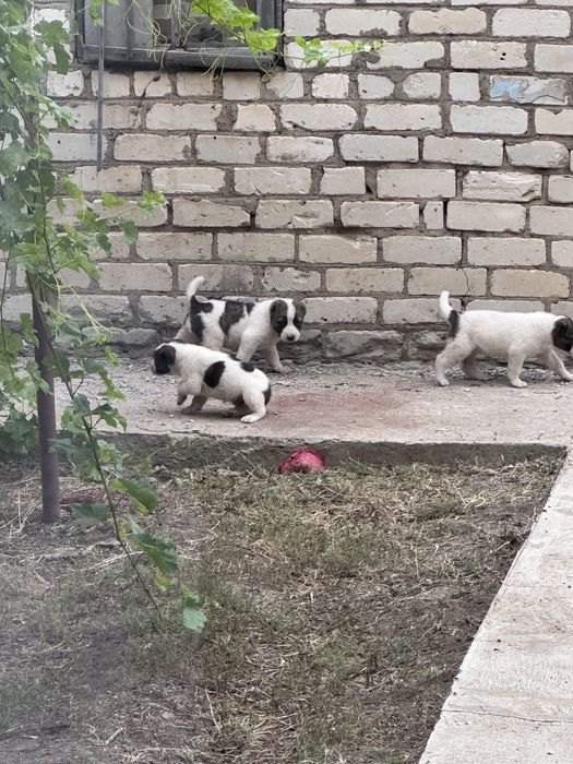 Алабай продам тяж