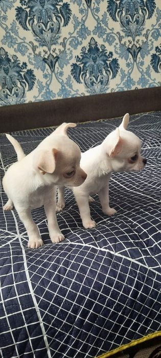 Щенки   чихуахуа