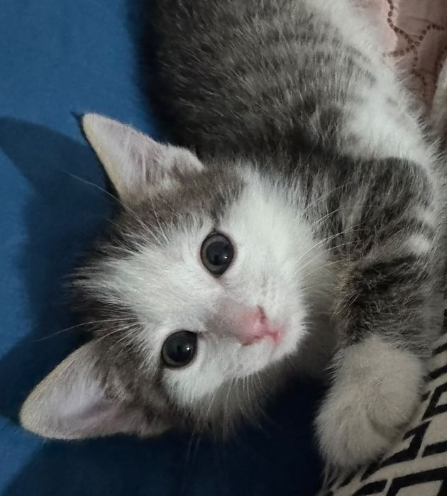 Кот на хорошие руки