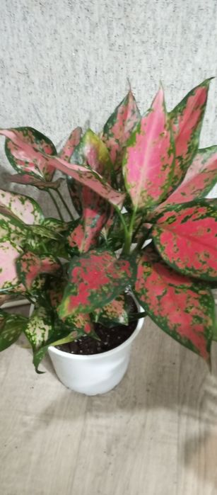 Распродажа сортовых аглоанем