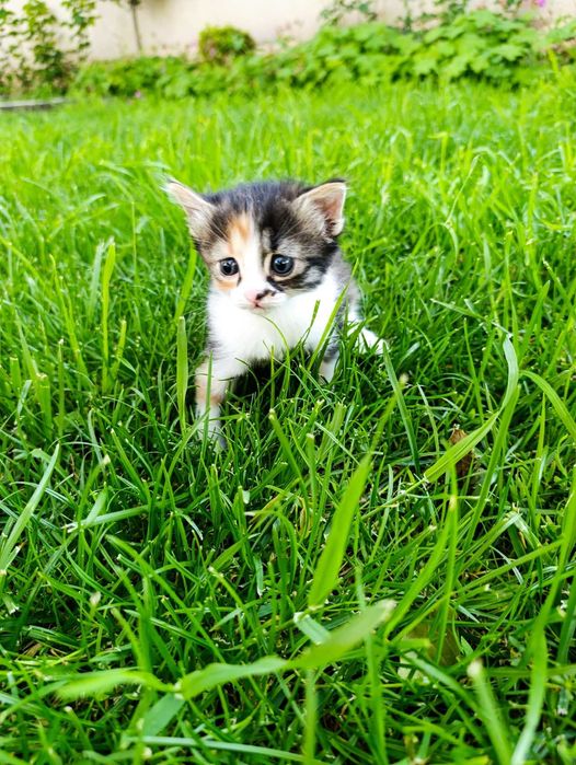подарявам малки котета
