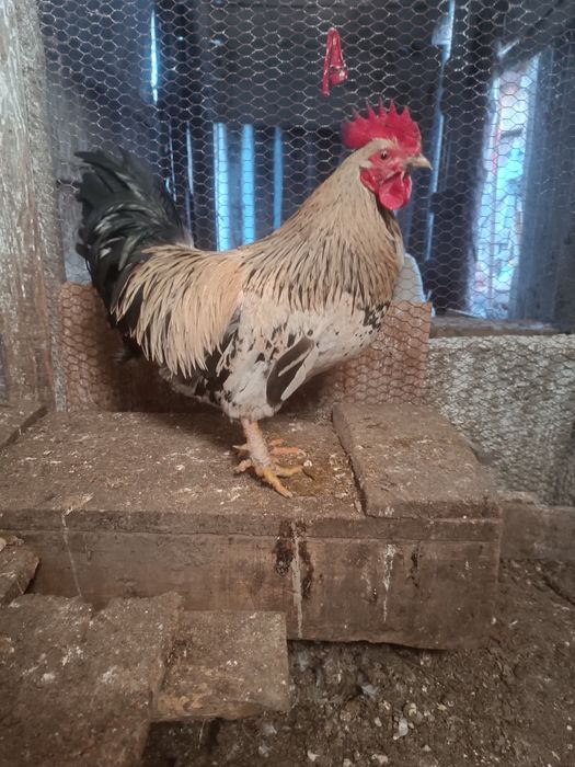 Млади петли идеални за ято