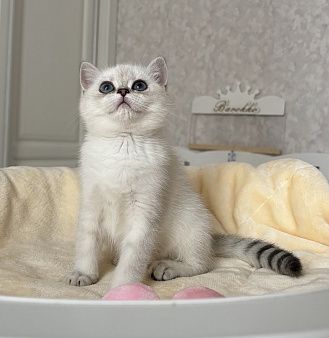 Котята Скоттиш Страйт