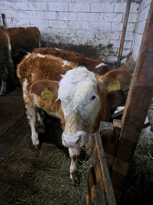 Vând  vițea  băltată