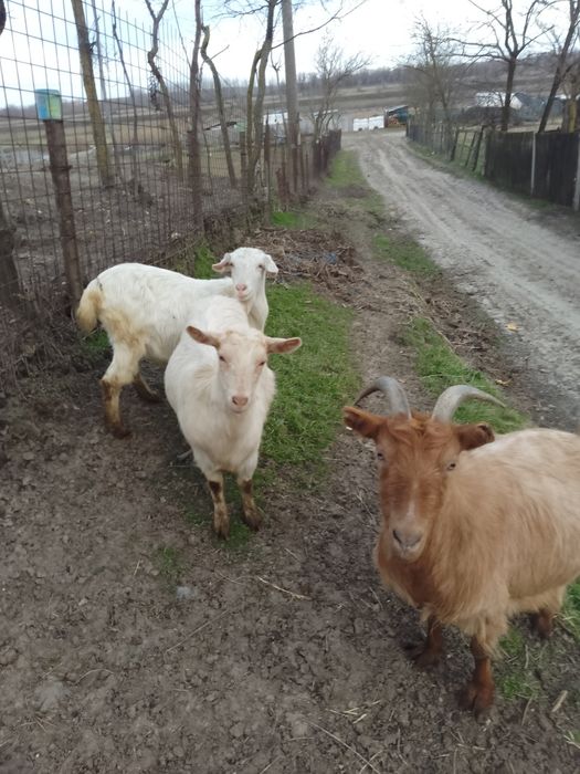 Vând capre diferite culori