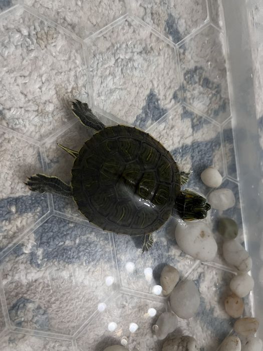Продаётся красноухая черепаха (мальчик)