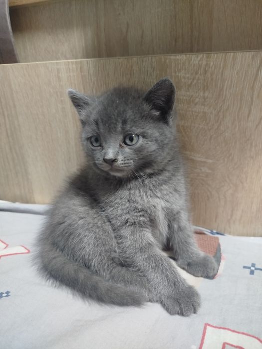 Подарю красивых котят