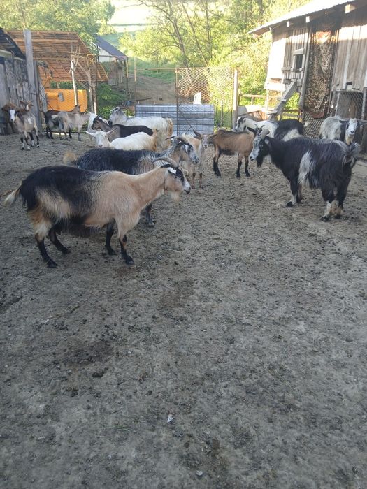 Capre cauta alta casa