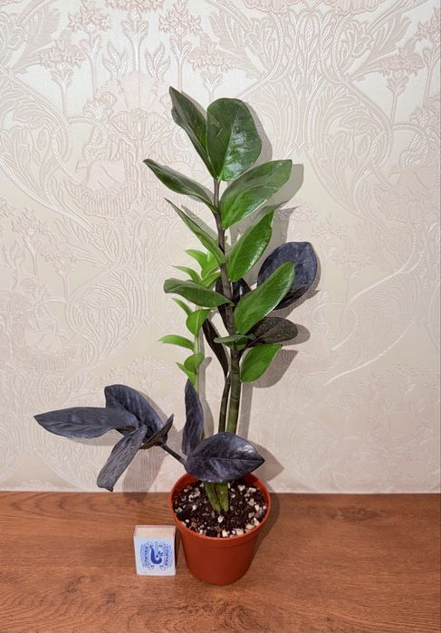 Замиокулькас, комнатные растения, комнатные цветы