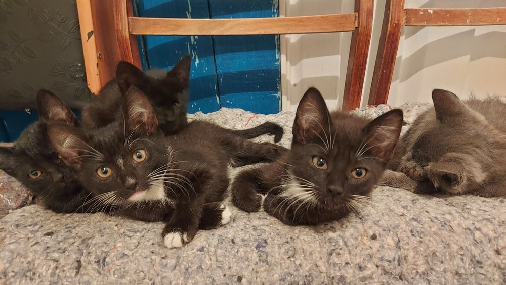 Котята в добрые руки