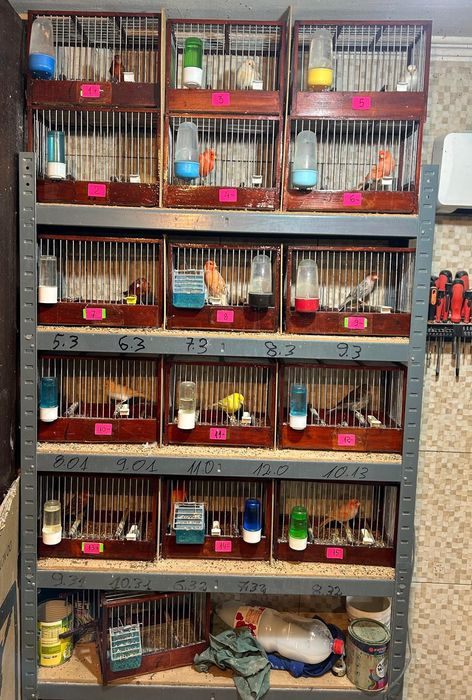 Vand Canari si Papagali si Micul Alexander 100-150 Canari, 35Papagali