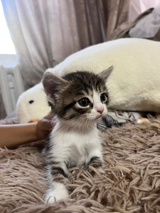 Отдам котят в хорошие руки