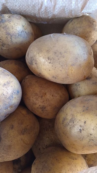 Продам картофель домашний