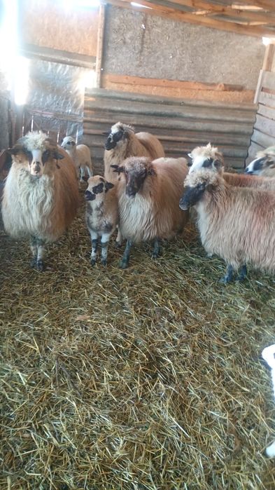 Oi tinere disponibile