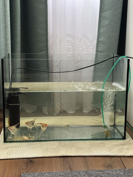 Acvariu cu scalari,ramirezi,ancistrus