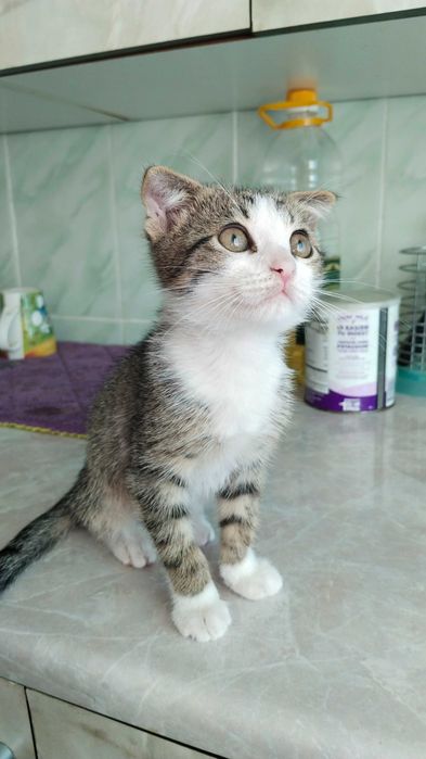 Продам вислоухого котёнка
