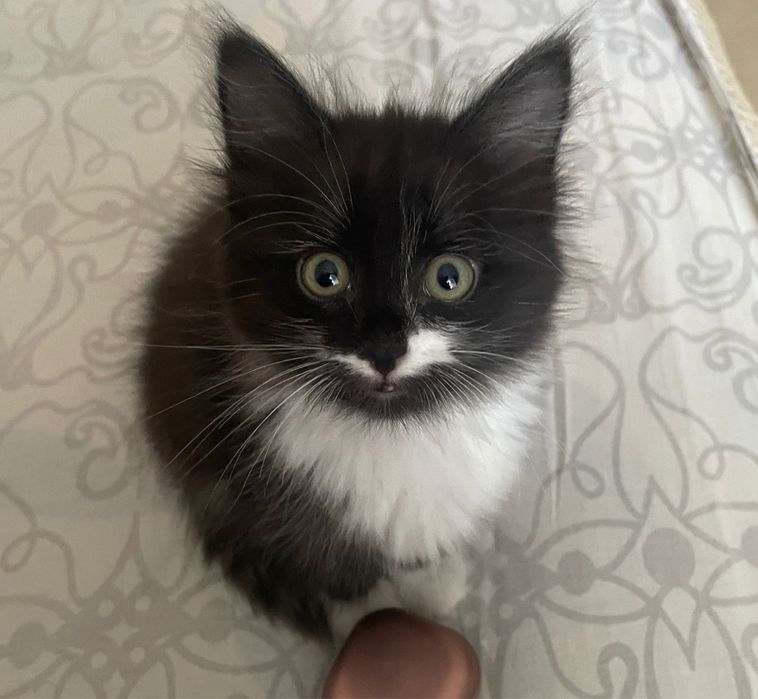 Котенок в добрые руки