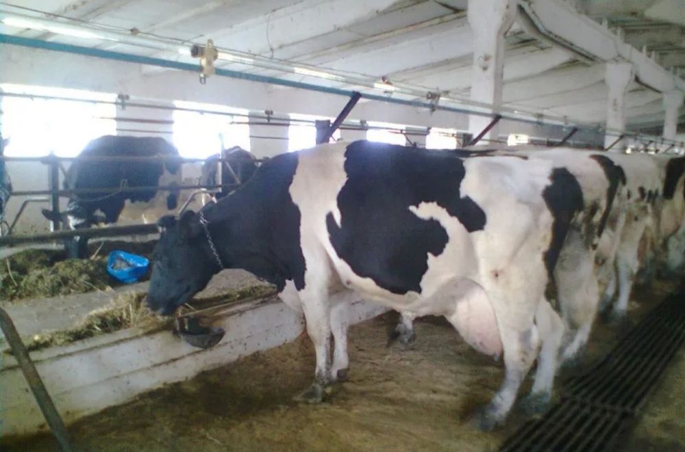 Племенные молочные коровы