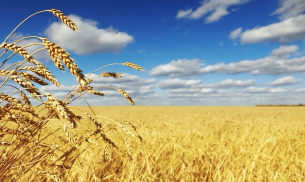 Семена пшеницы Шортанды 2012 1РС