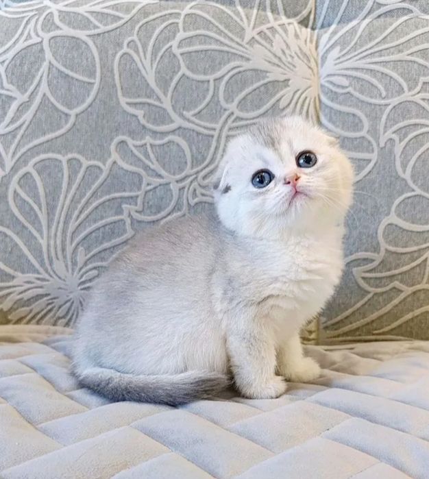 Шотландские шиншиллки котята