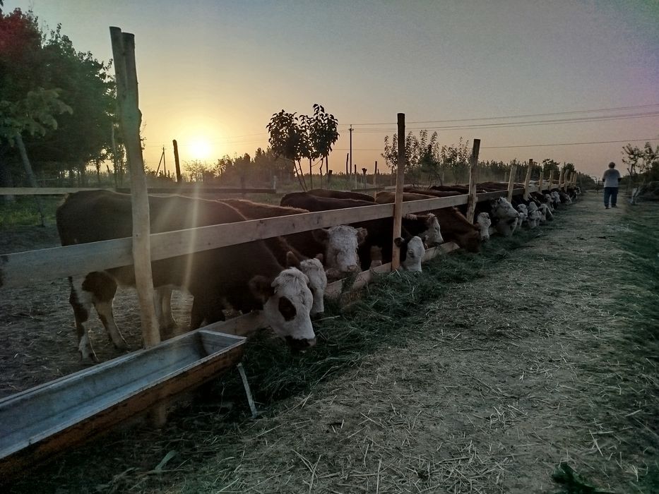 Импорт из России  Продажа оптом и в розницу КРС