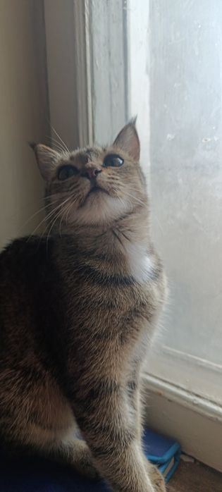 Кошечка а добрые руки