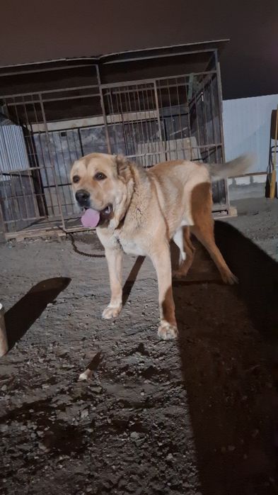 Алабай Азиат Продам