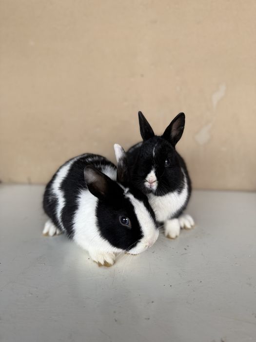 Panda karlik quyonlar sotiladi