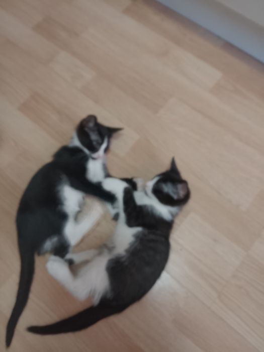 donez 3 pui de pisica doua pisicuțe și un motănel