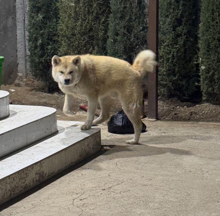 Вязка кабель породы Акита ину