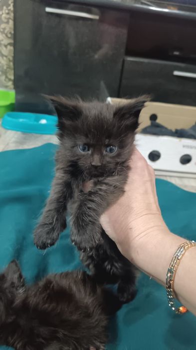 Мейкун котята мейн кун.