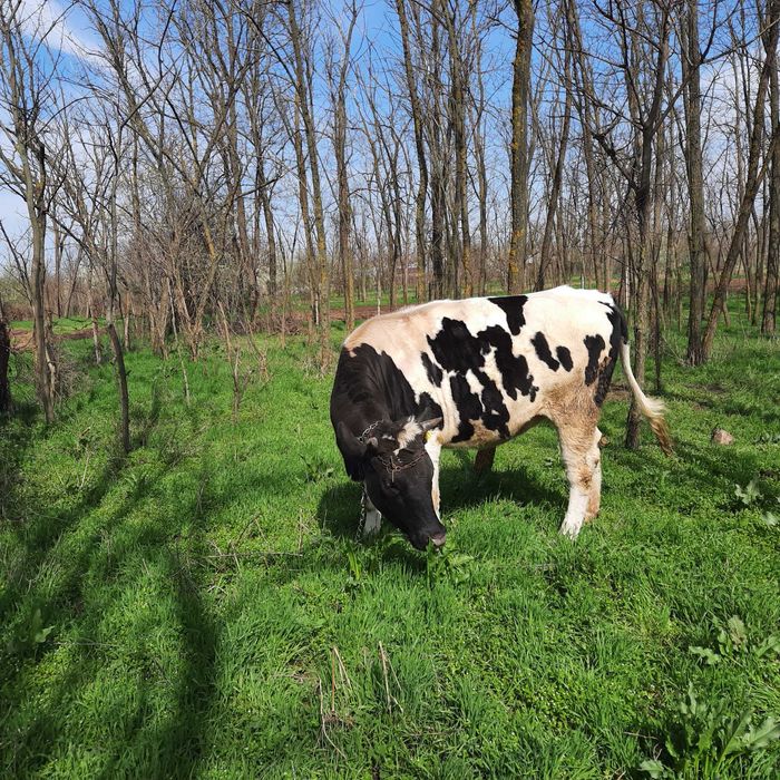 Vand junica Holstein