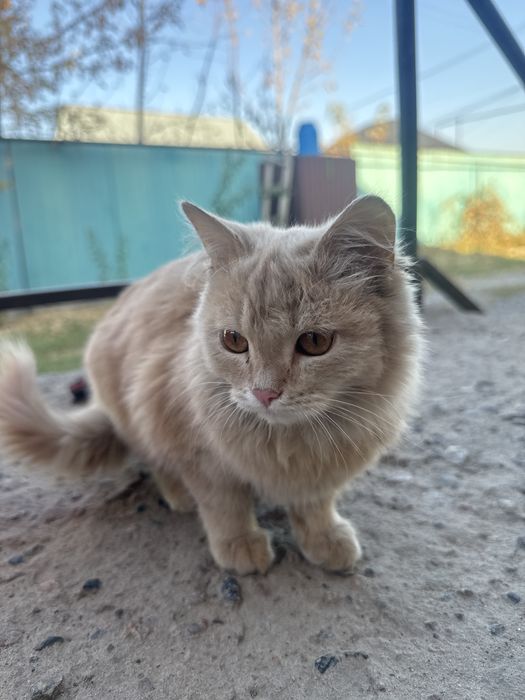 Отдам 2 кошки 1 пацан 1 девочка