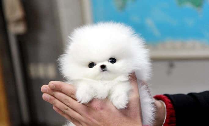 Mini new top pomeranian toy