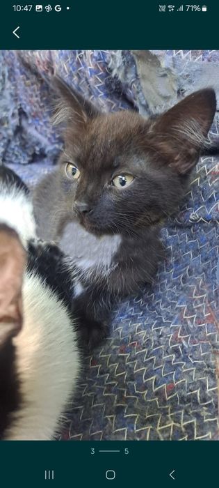 Котята две девочки! В добрые руки!