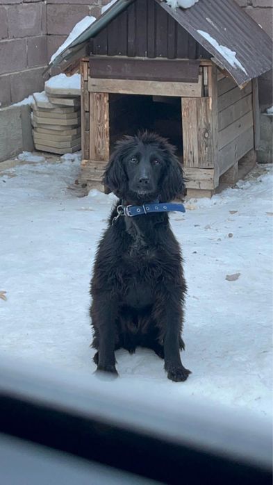 собака домашняя умная