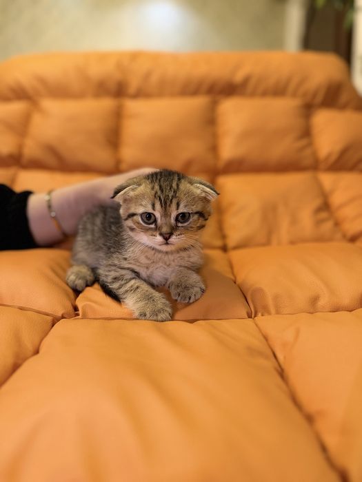 Toza zotli fold va strayt ayiqchalar sotuvga tayyor