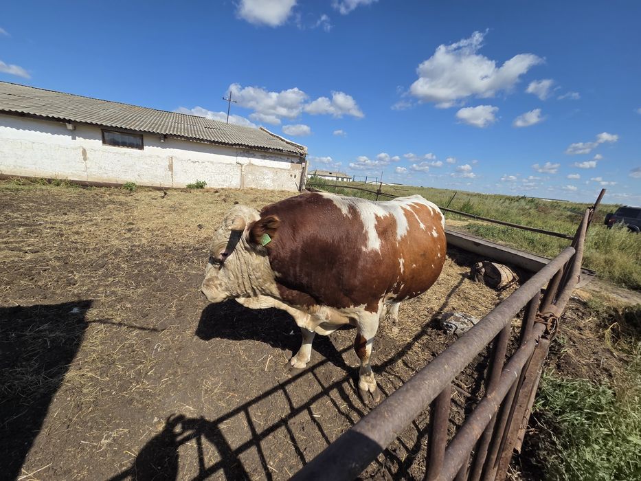 Продам быков симментальской породы