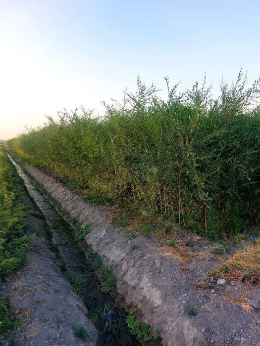 Клен сосна Ель тополь вязь берёза липа